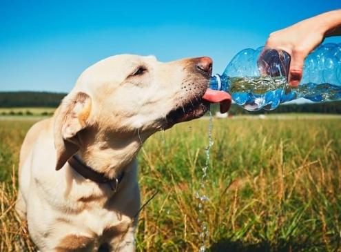 Comment bien hydrater en cas de forte chaleur